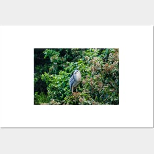 Black-crowned night heron in Honolulu Posters and Art